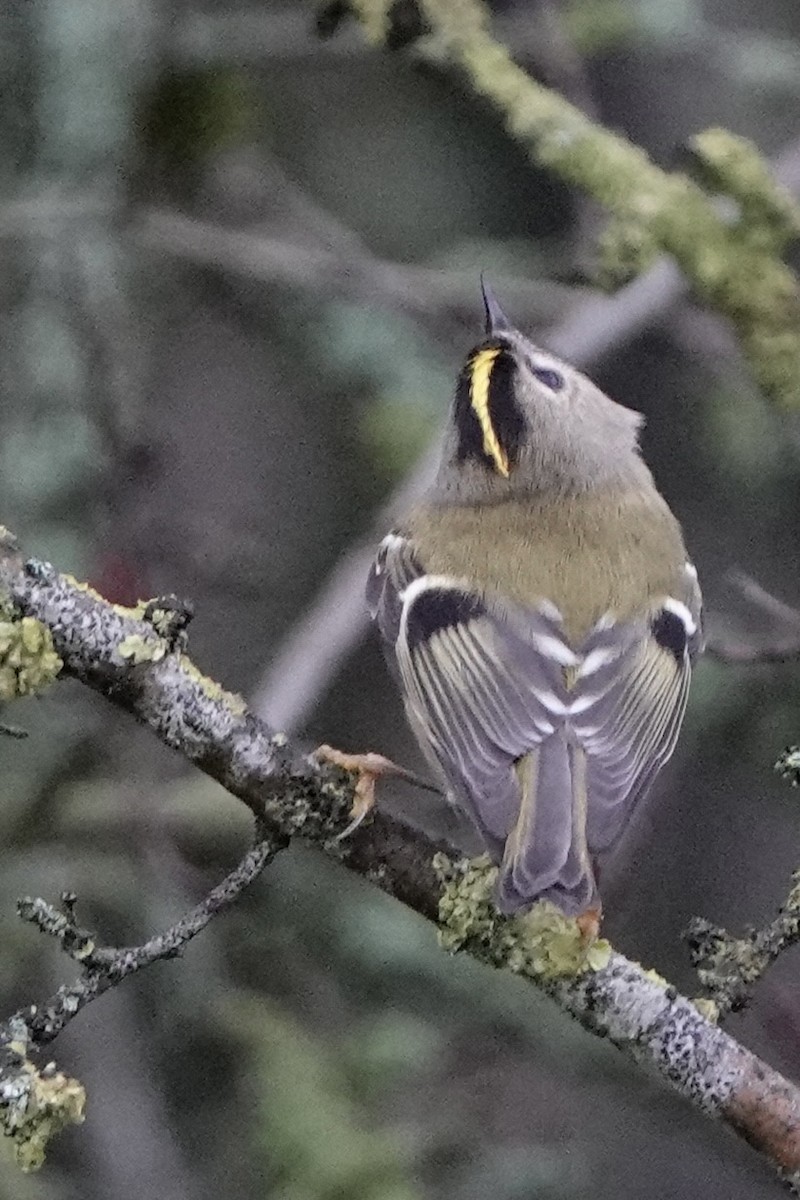 Goldcrest - ML647351096