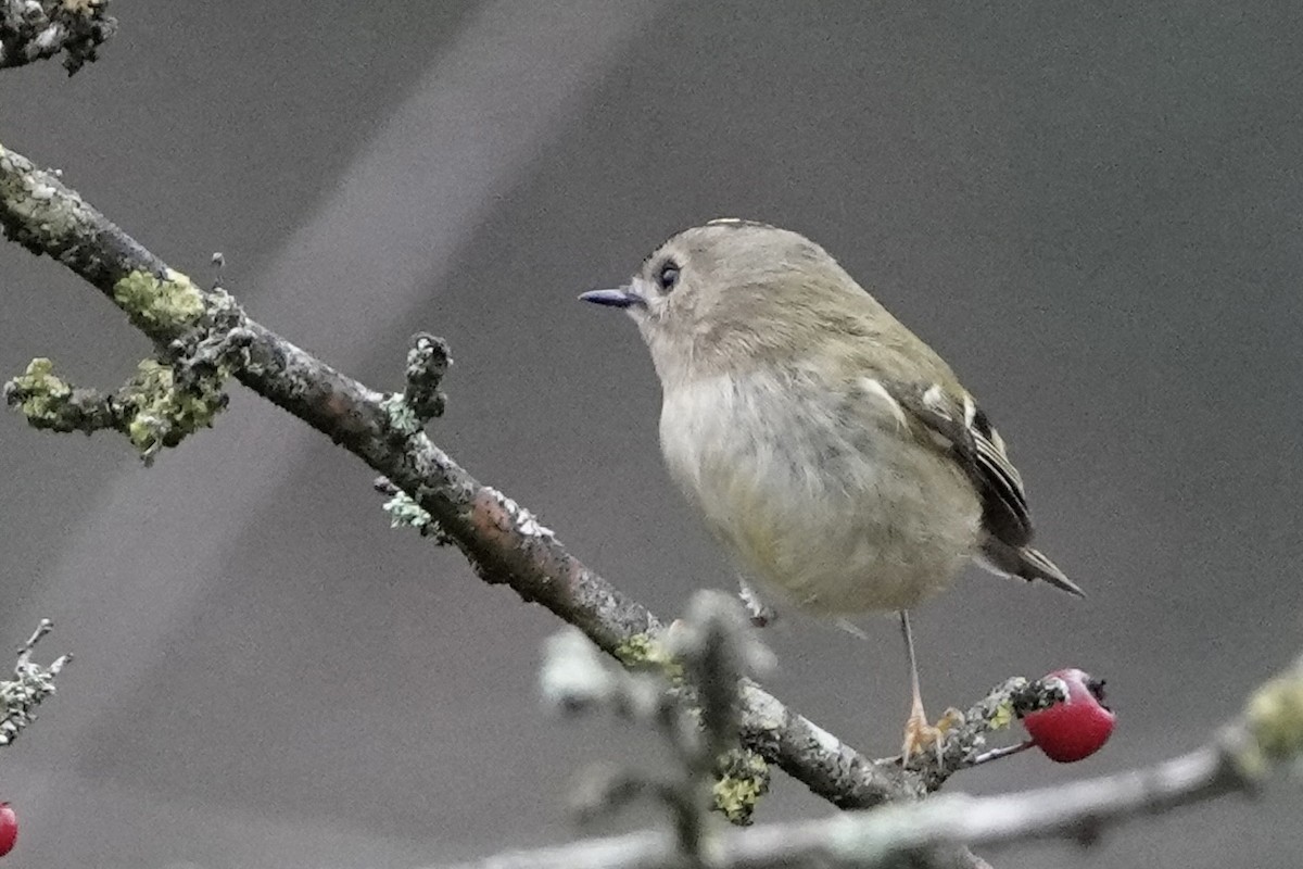 Goldcrest - ML647351097