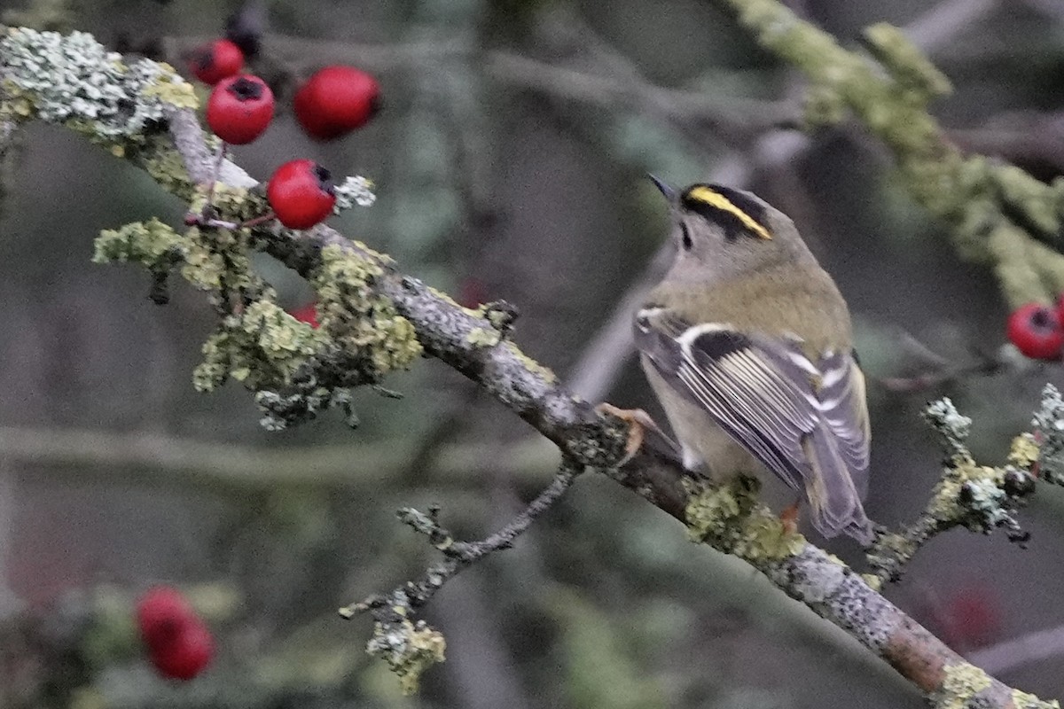 Goldcrest - ML647351098