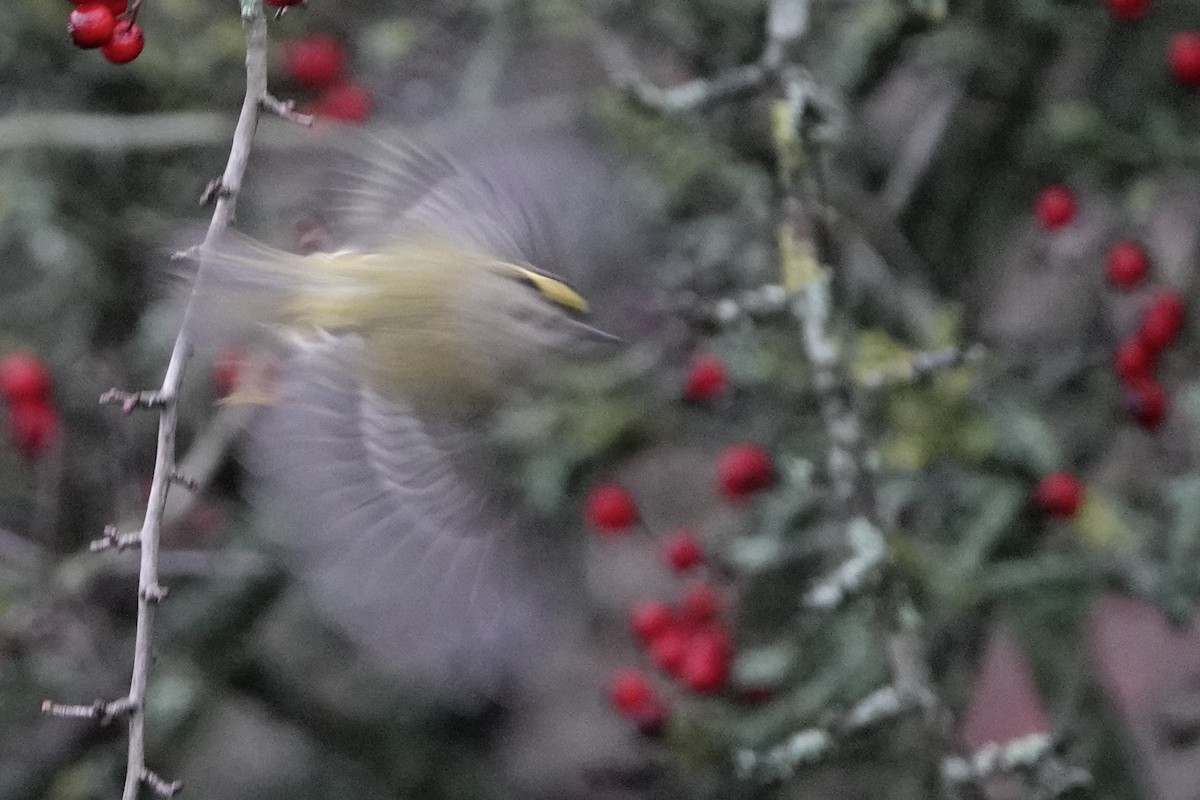 Goldcrest - ML647351099