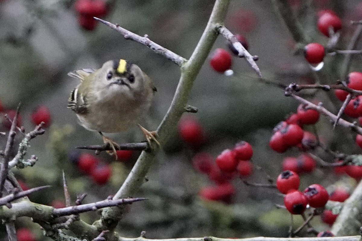 Goldcrest - ML647351100