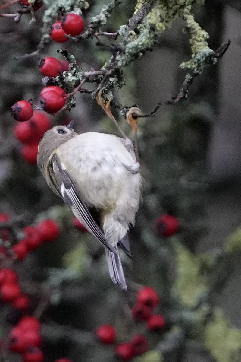 Goldcrest - ML647351101
