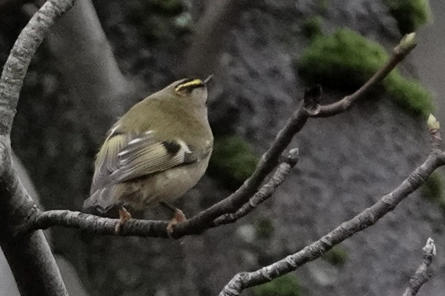 Goldcrest - ML647351102