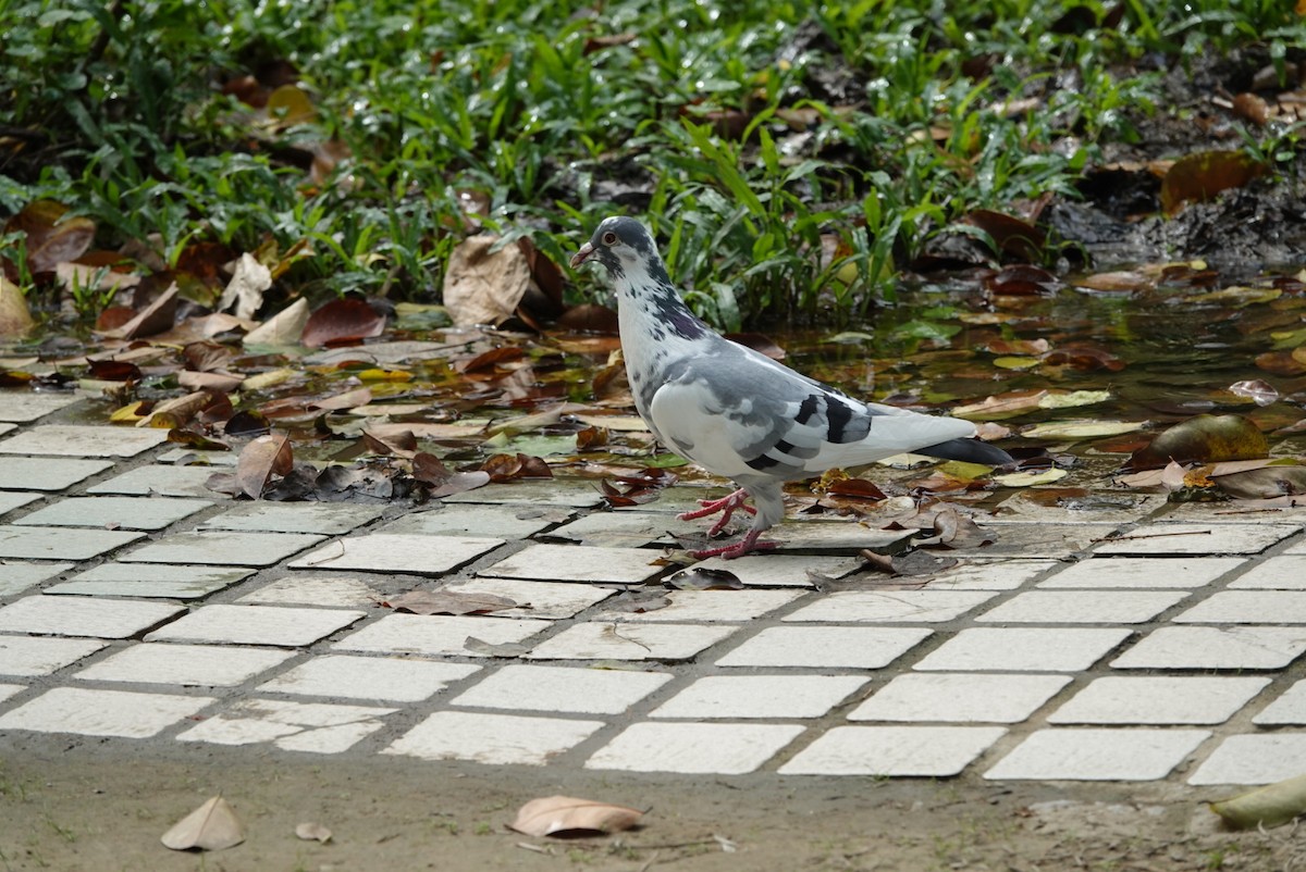Rock Pigeon (Feral Pigeon) - ML647351103