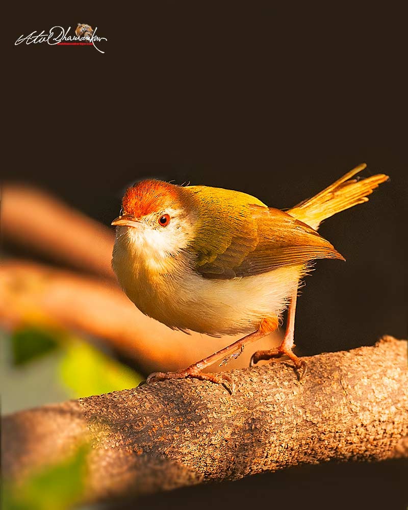 Common Tailorbird - ML647351106