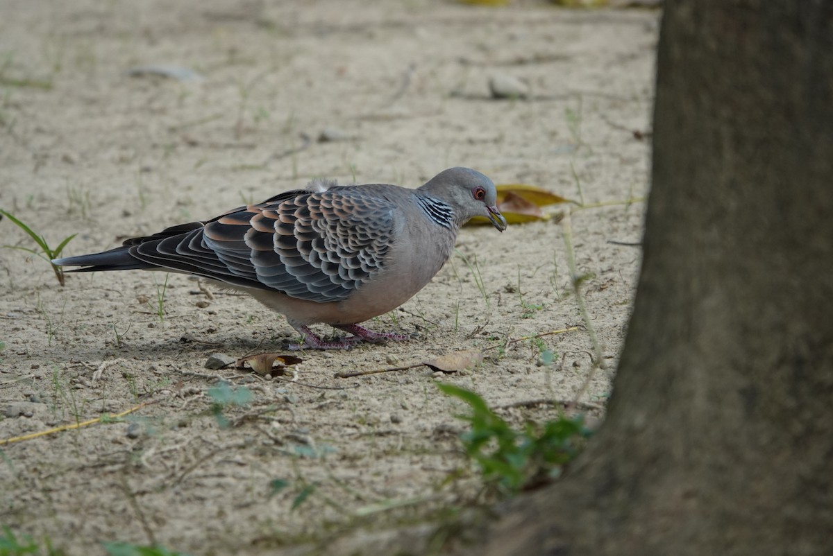 Oriental Turtle-Dove - ML647351108