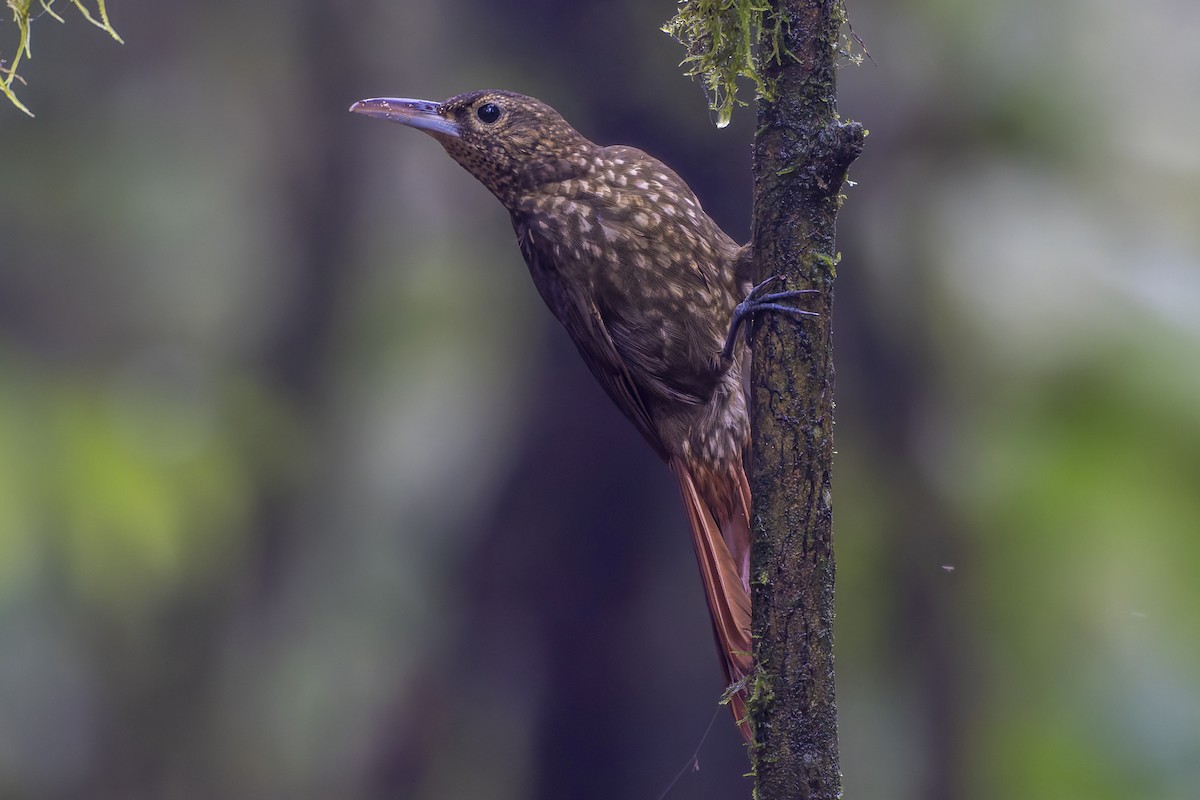 Spotted Woodcreeper - ML647351109