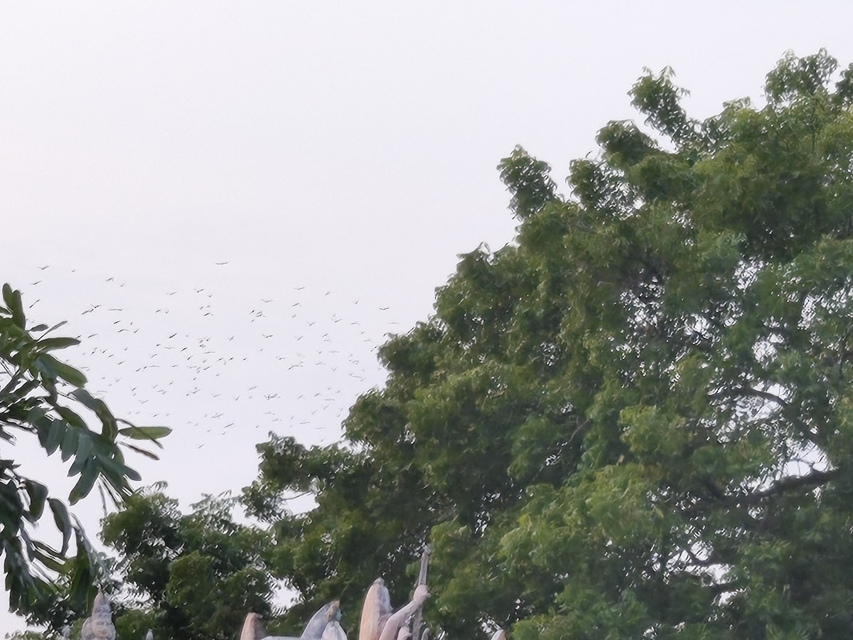 Rosy Starling - ML647351110