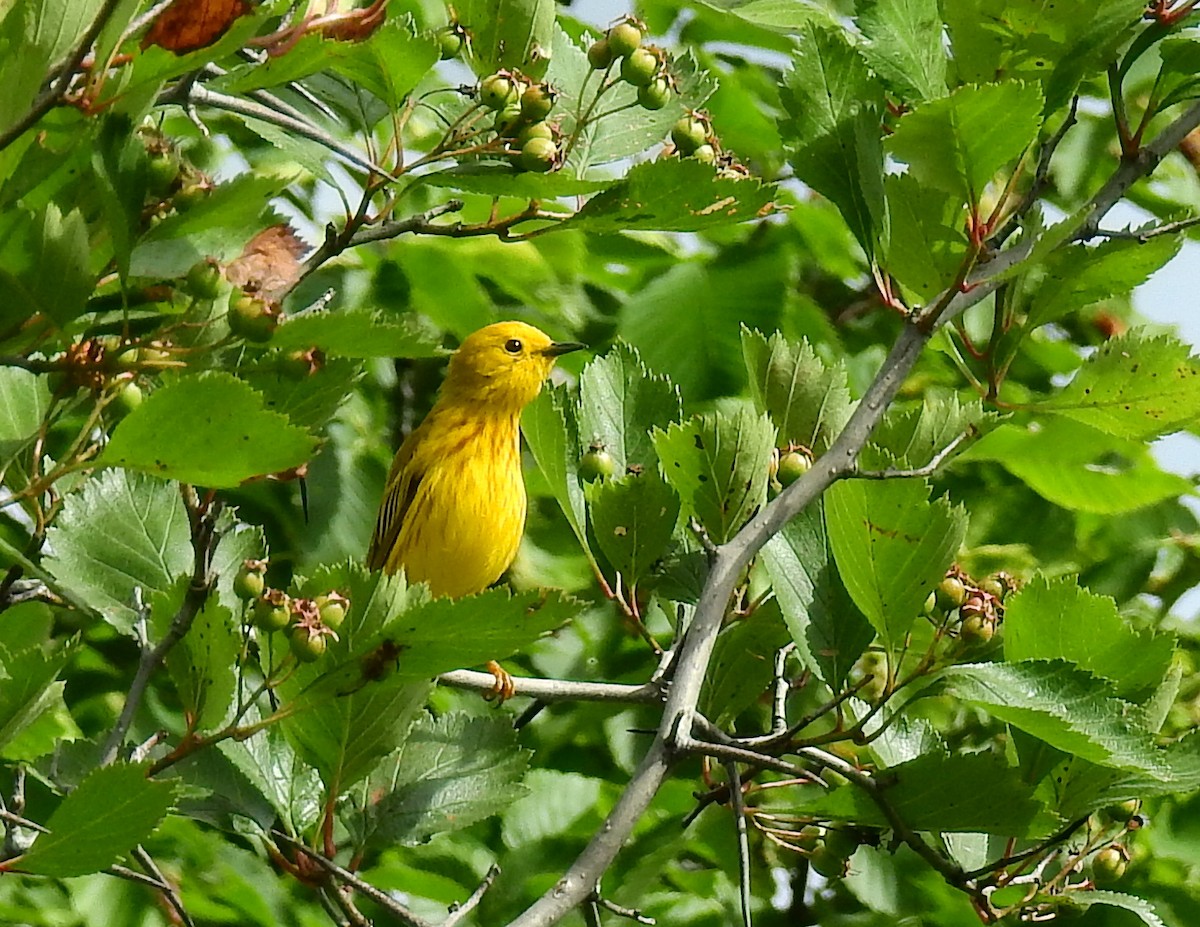 Northern Yellow Warbler - ML647351111