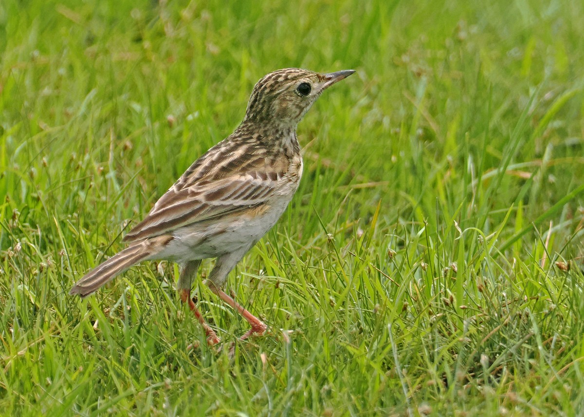 Yellowish Pipit - ML647351117