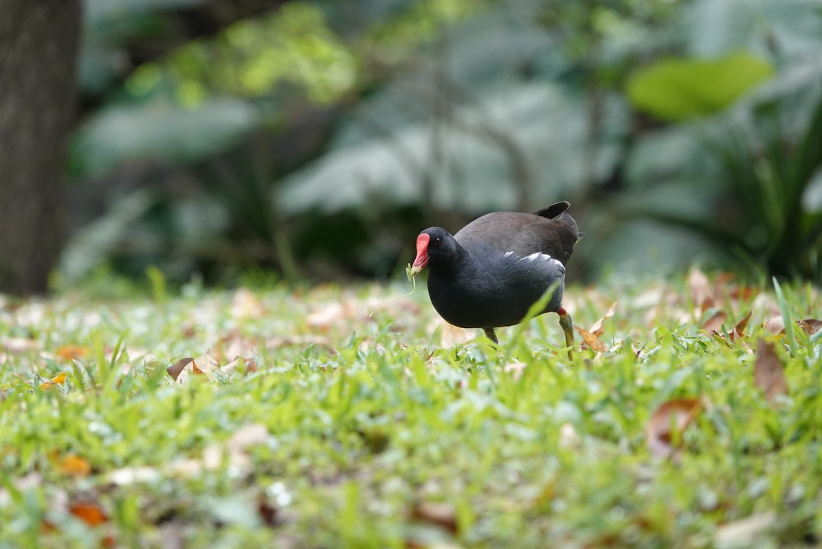 Eurasian Moorhen - ML647351119