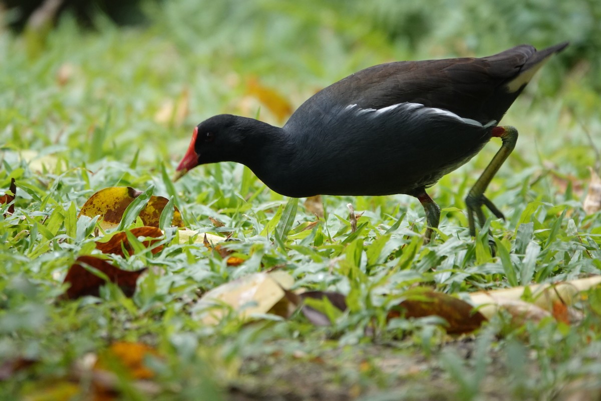 Eurasian Moorhen - ML647351120