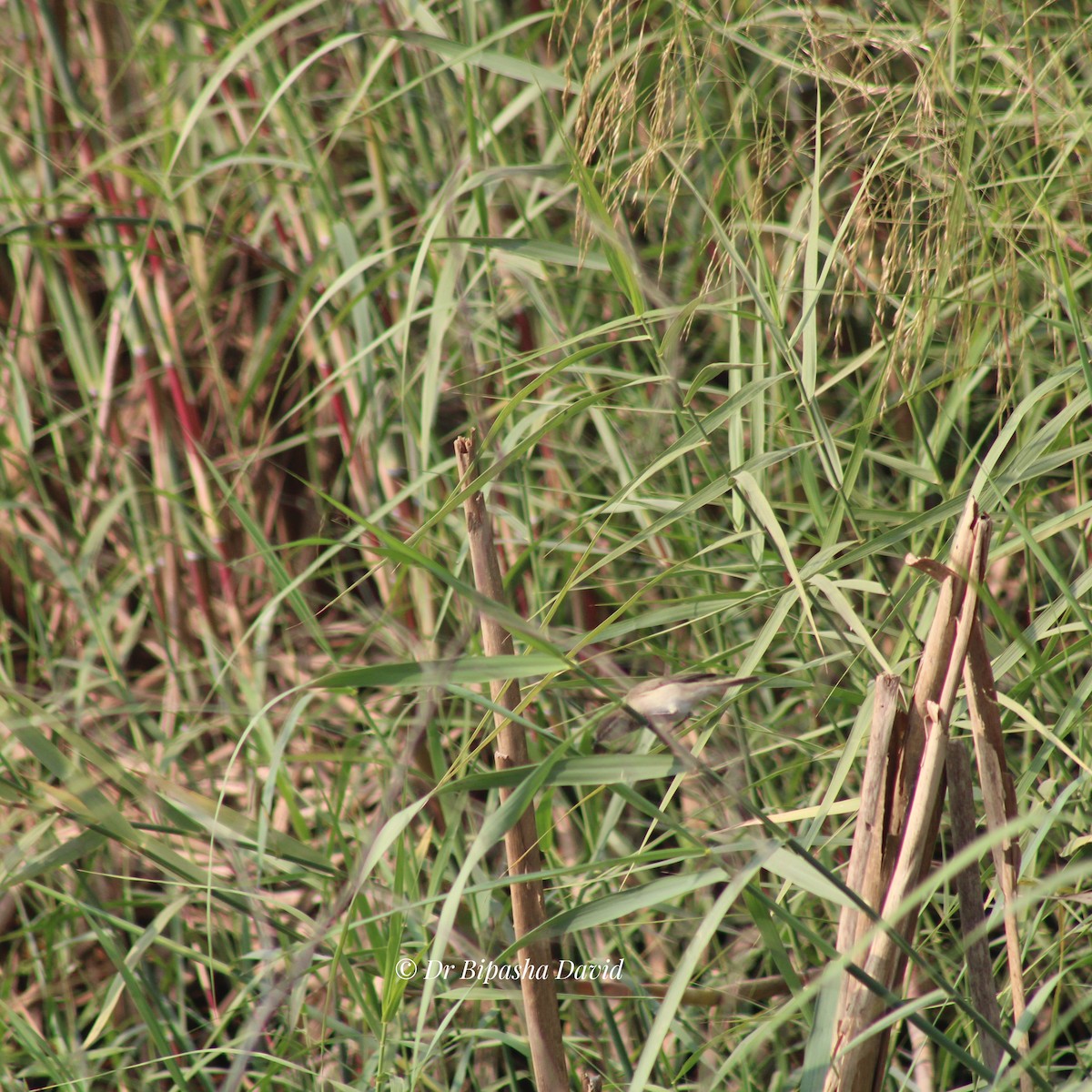 Common Chiffchaff - ML647351127