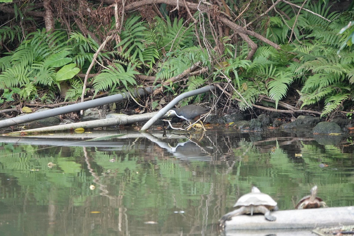 White-breasted Waterhen - ML647351136