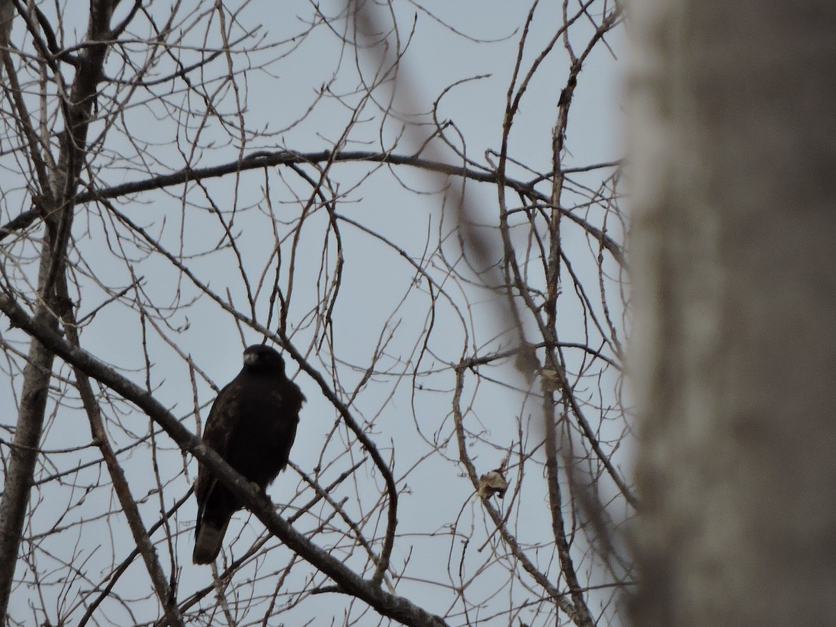 Red-tailed Hawk (calurus/alascensis) - ML647351137