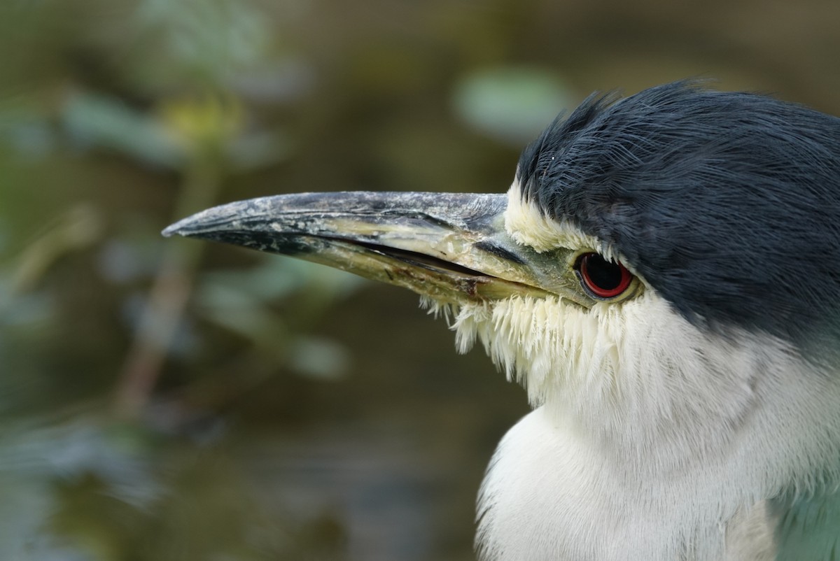 Black-crowned Night Heron - ML647351146