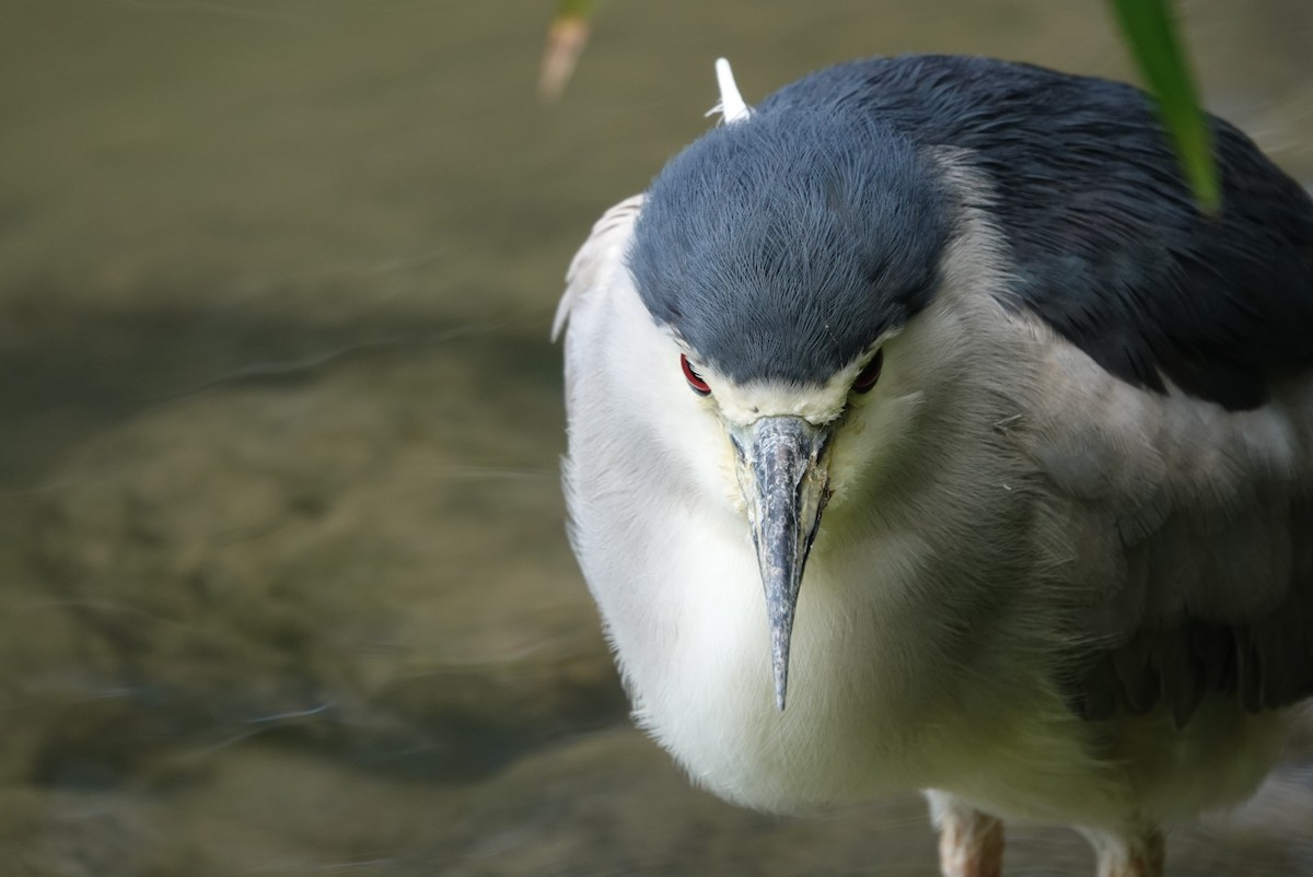 Black-crowned Night Heron - ML647351147