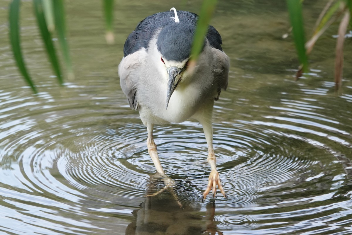 Black-crowned Night Heron - ML647351148
