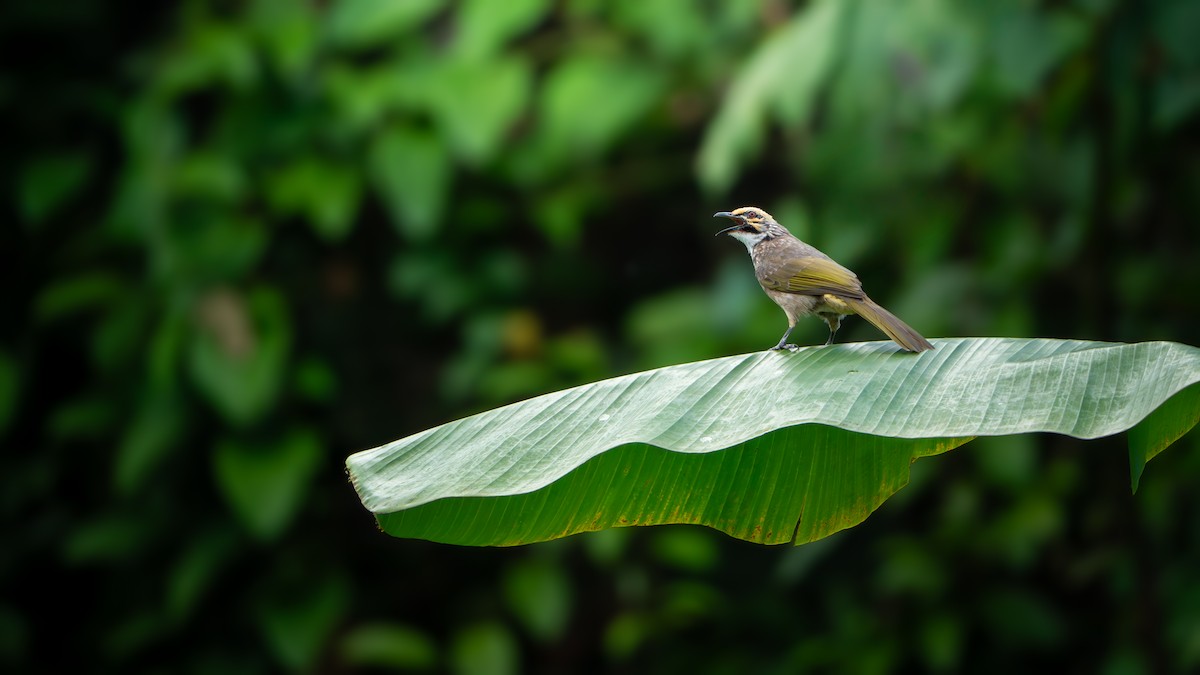 Straw-headed Bulbul - ML647351155