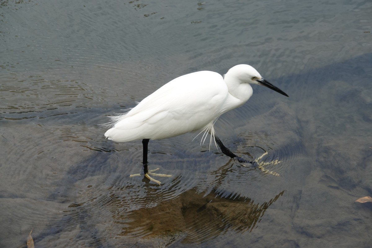 Little Egret - ML647351161