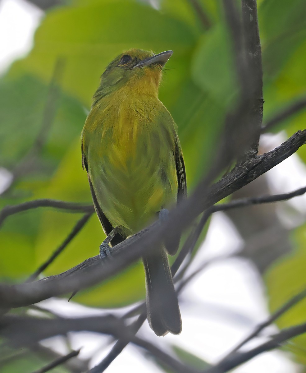 Ochre-lored Flatbill - ML647351165