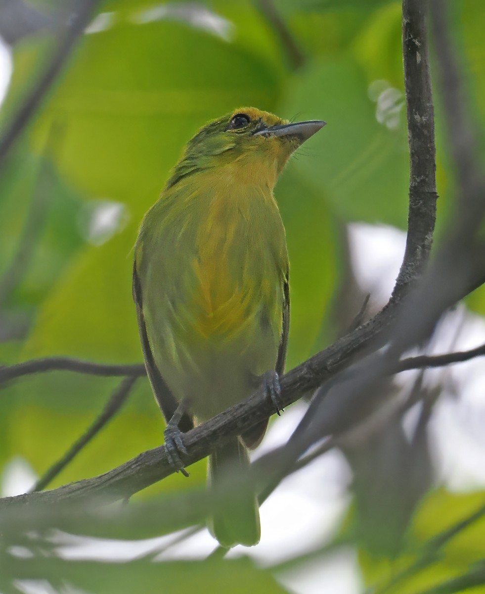 Ochre-lored Flatbill - ML647351166