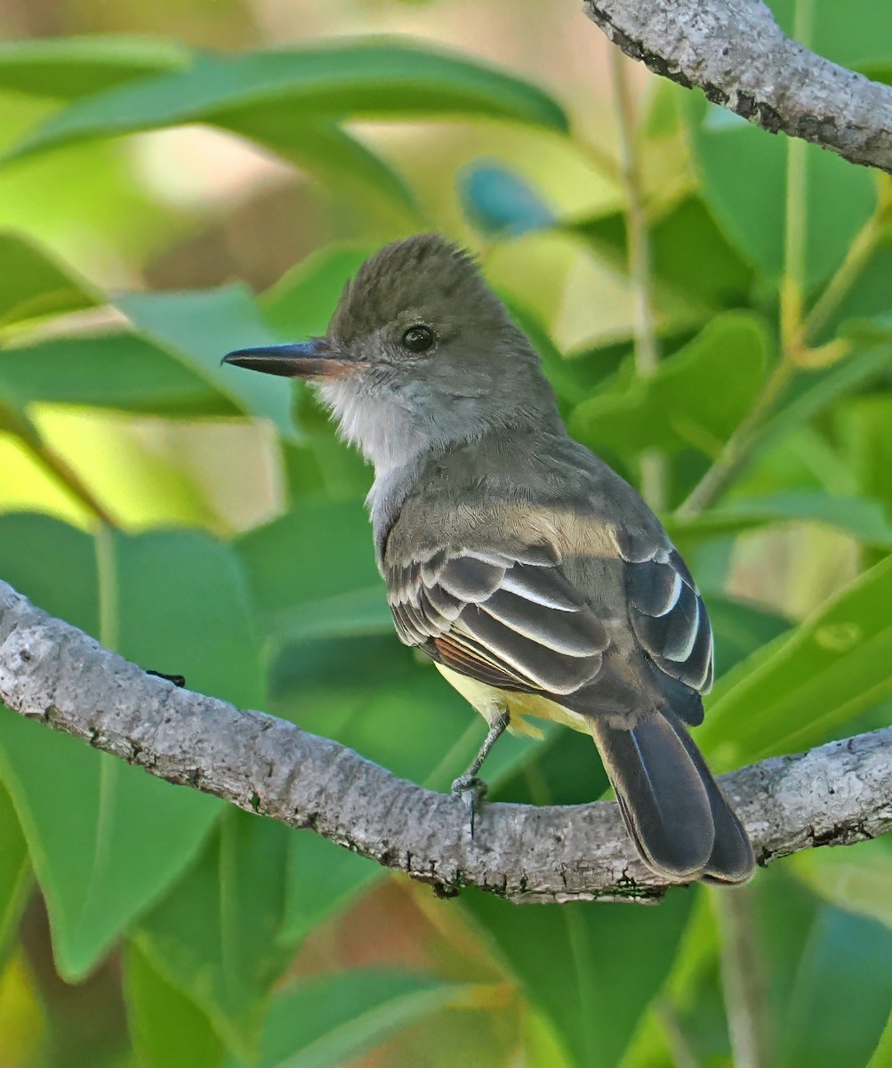 Brown-crested Flycatcher - ML647351169