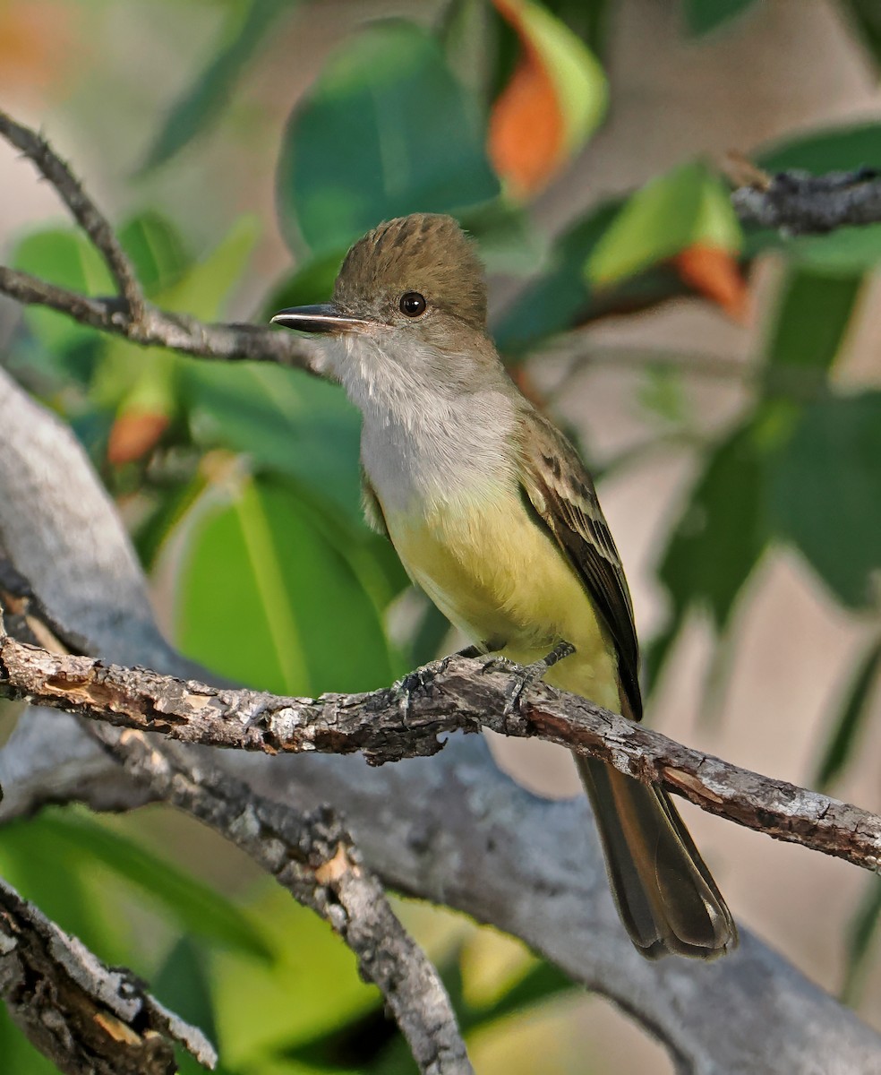 Brown-crested Flycatcher - ML647351170