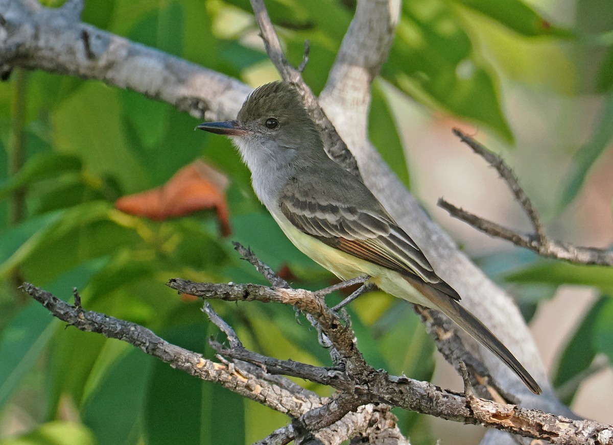 Brown-crested Flycatcher - ML647351171