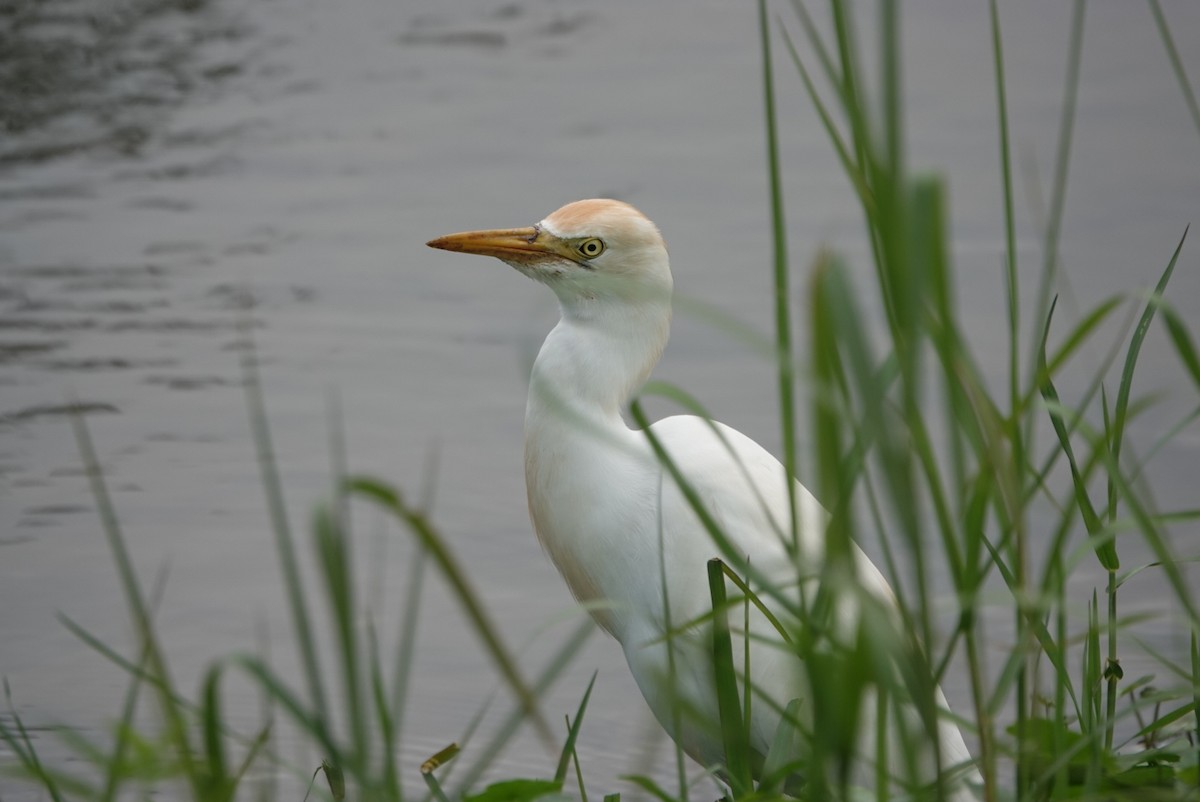 Eastern Cattle-Egret - ML647351173