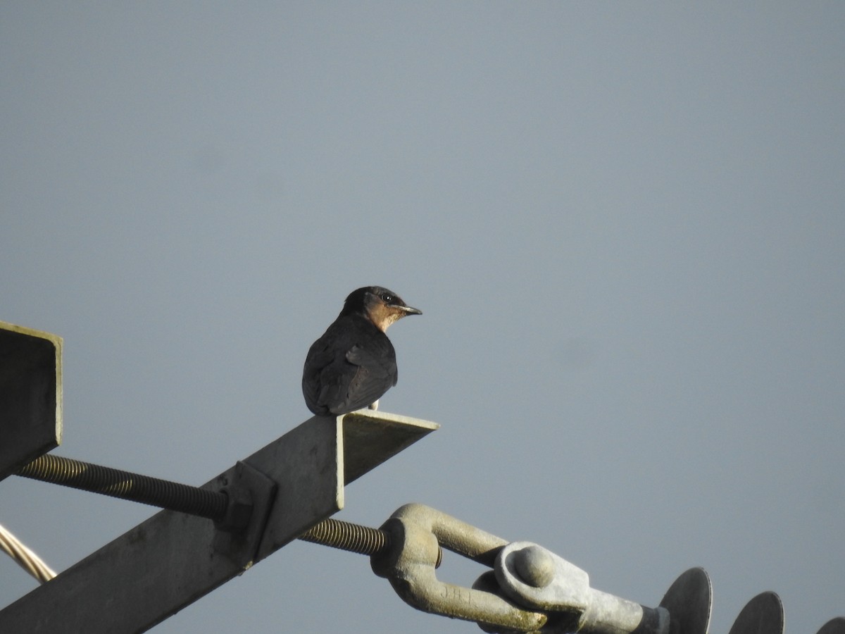 Gray-breasted Martin - ML647351176
