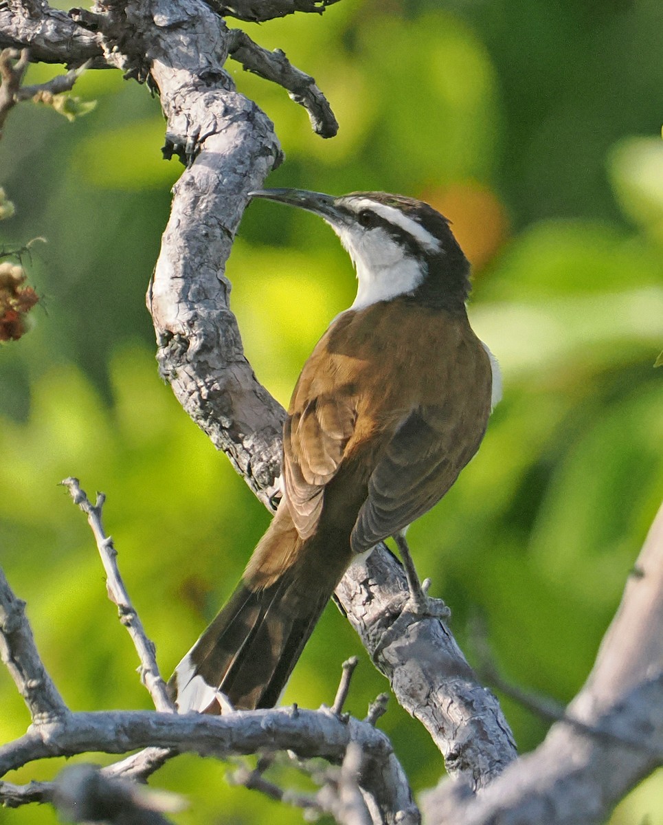 Bicolored Wren - ML647351179