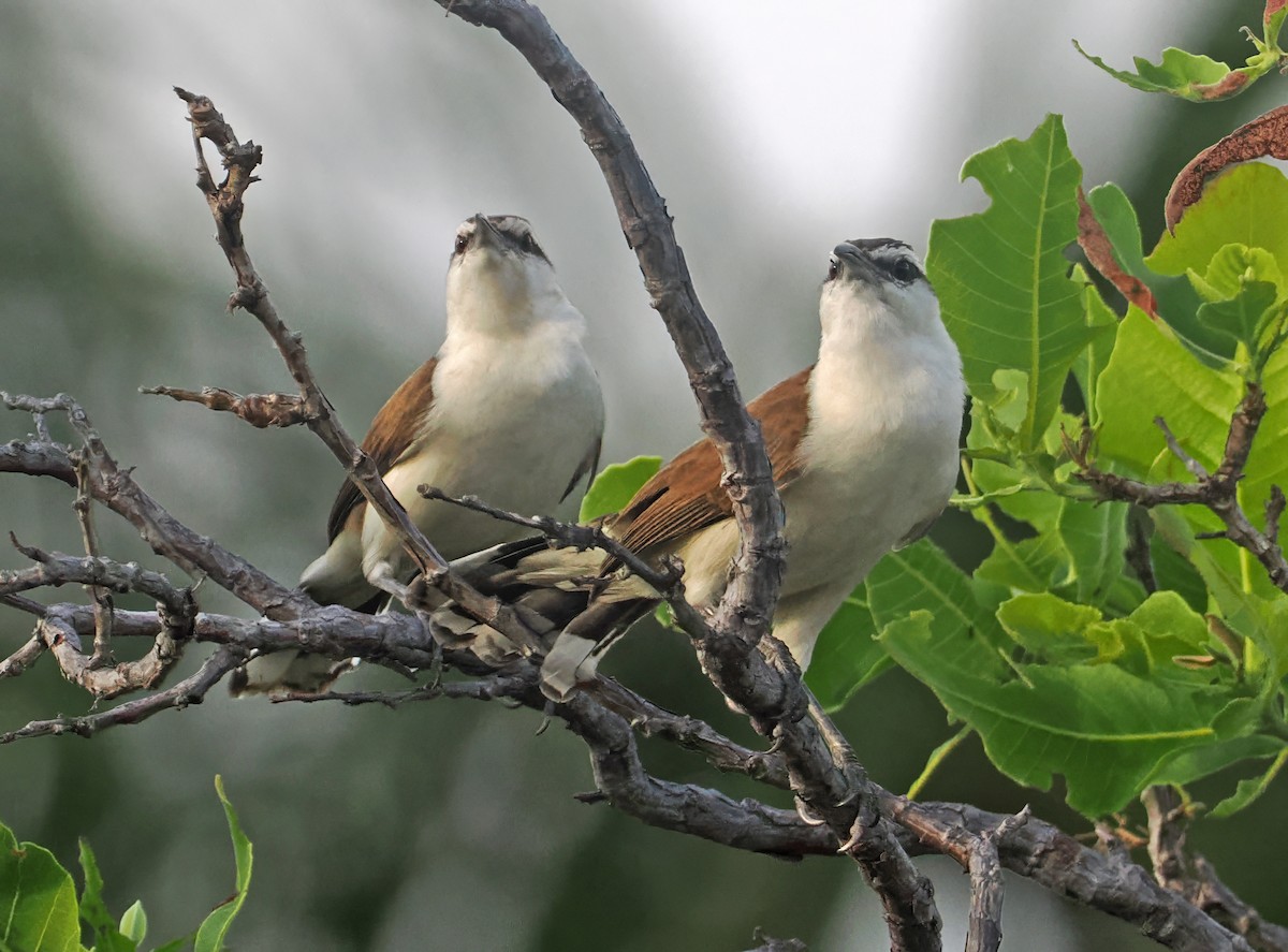 Bicolored Wren - ML647351180