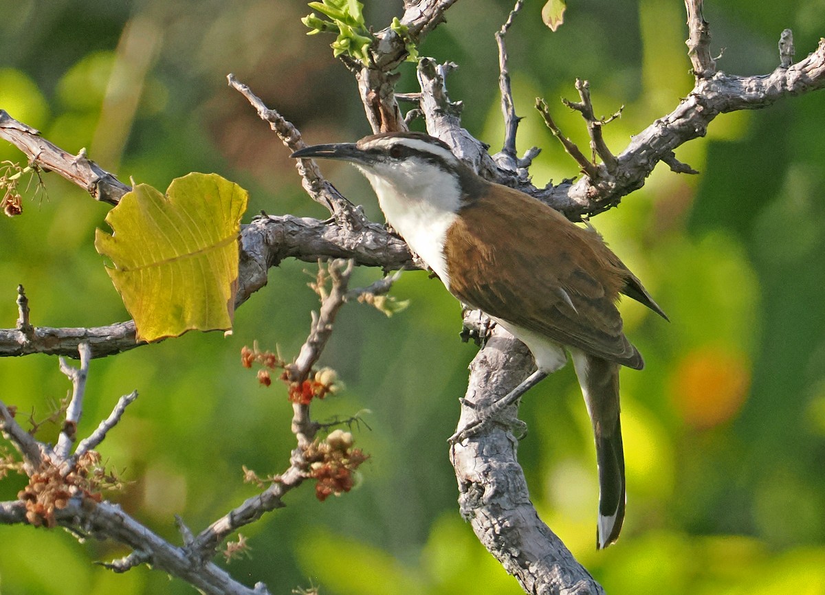 Bicolored Wren - ML647351181