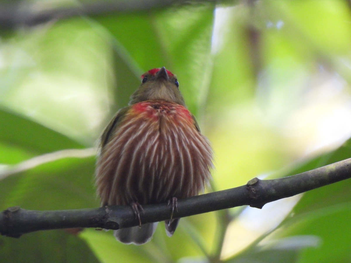 Striolated Manakin - ML647351182