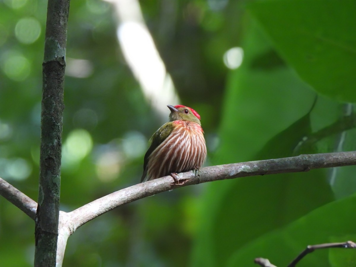 Striolated Manakin - ML647351183