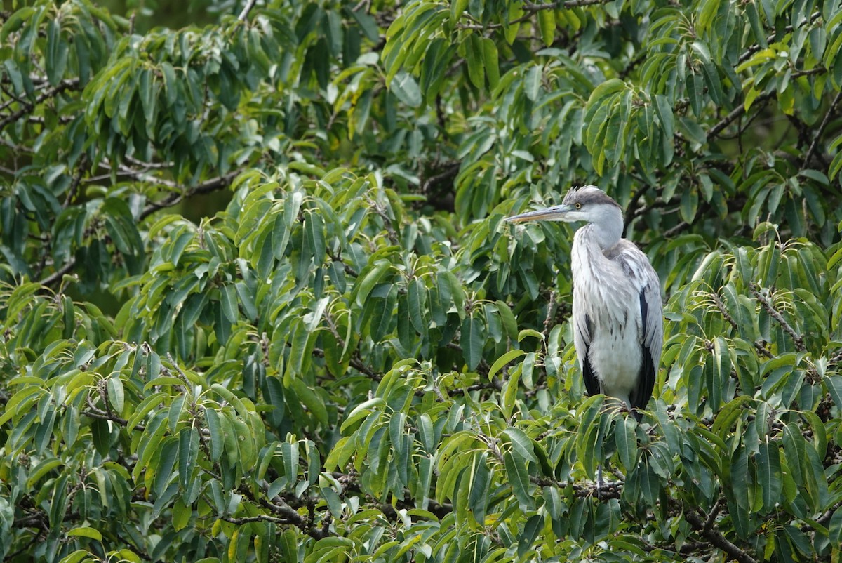 Gray Heron - ML647351184