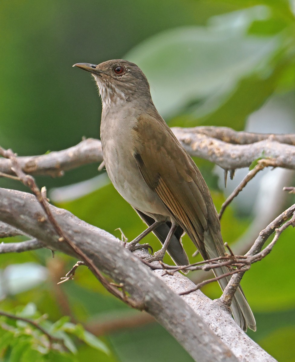 Pale-breasted Thrush - ML647351185