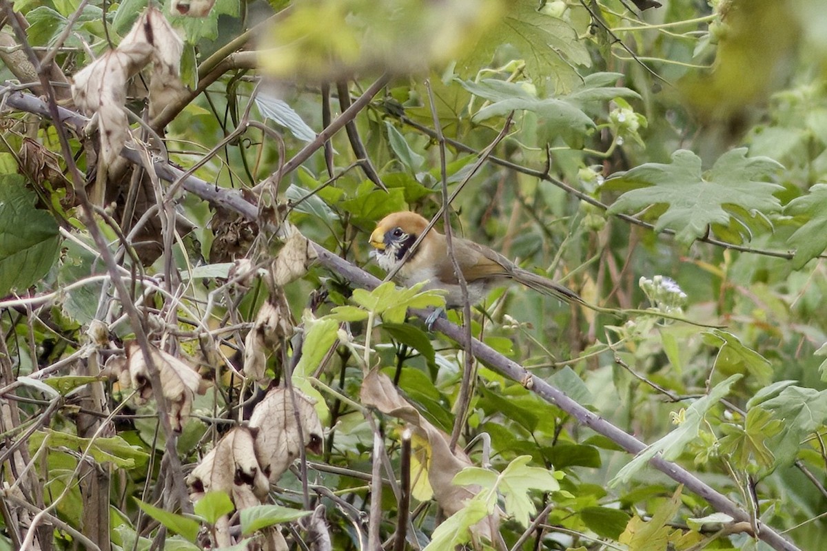Spot-breasted Parrotbill - ML647351186