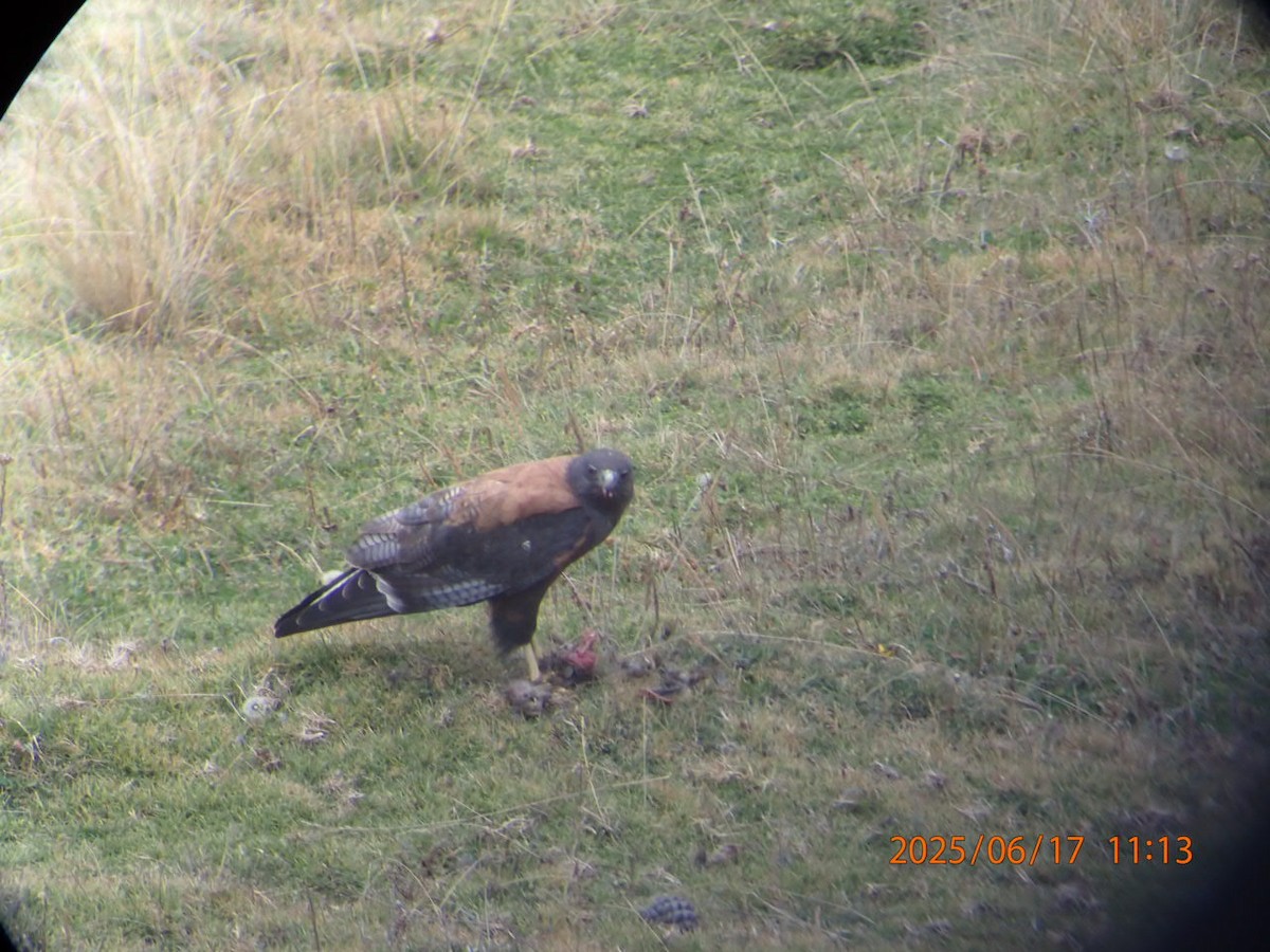 Variable Hawk - ML647351187