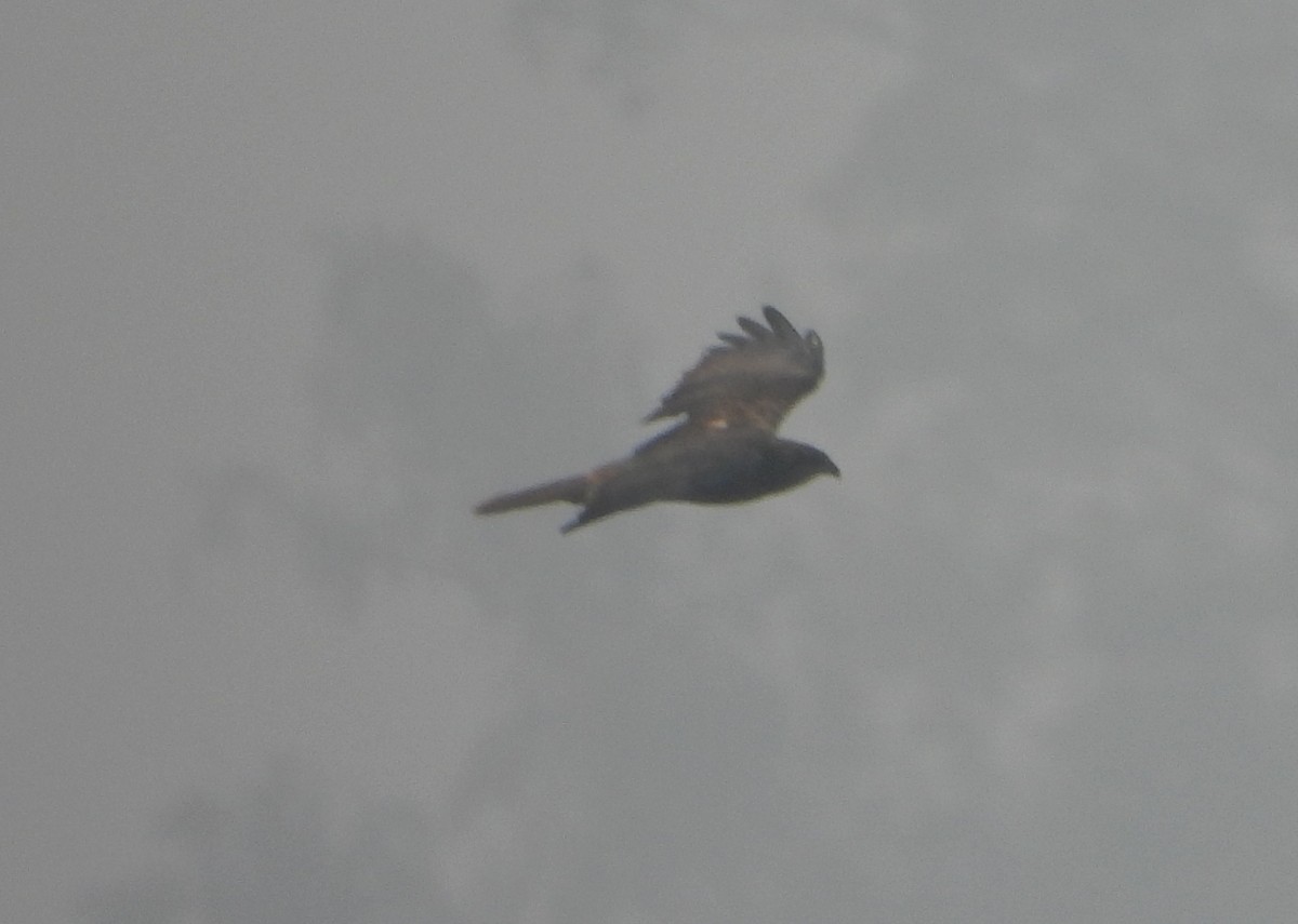 Western Marsh Harrier - ML647351188