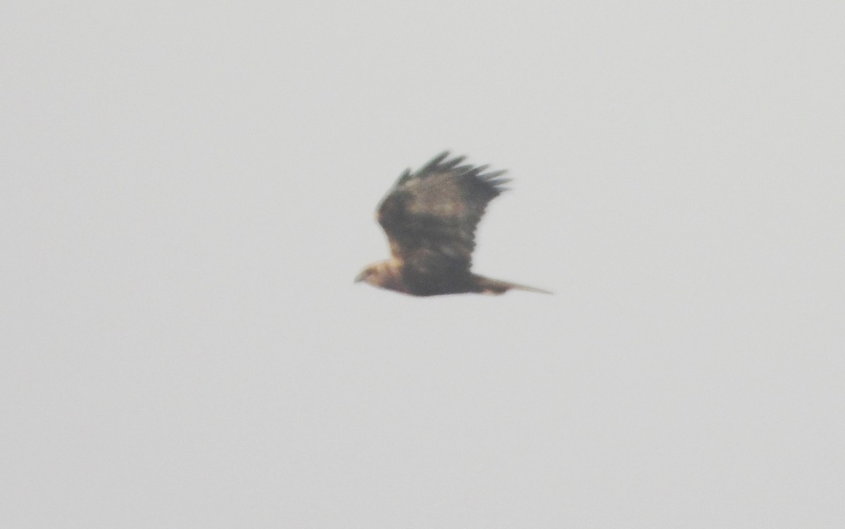 Western Marsh Harrier - ML647351190