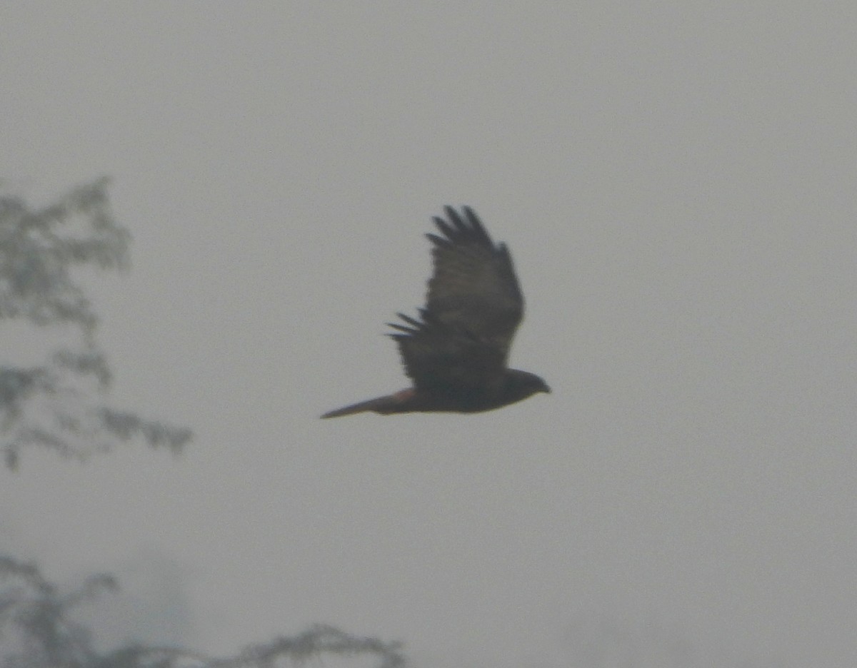 Western Marsh Harrier - ML647351191
