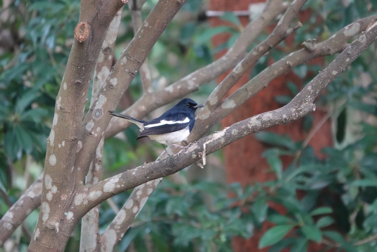 Oriental Magpie - ML647351194