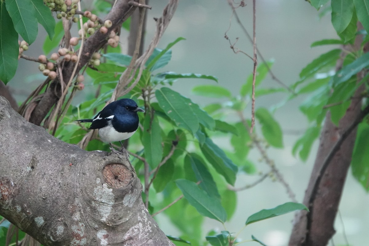 Oriental Magpie - ML647351195