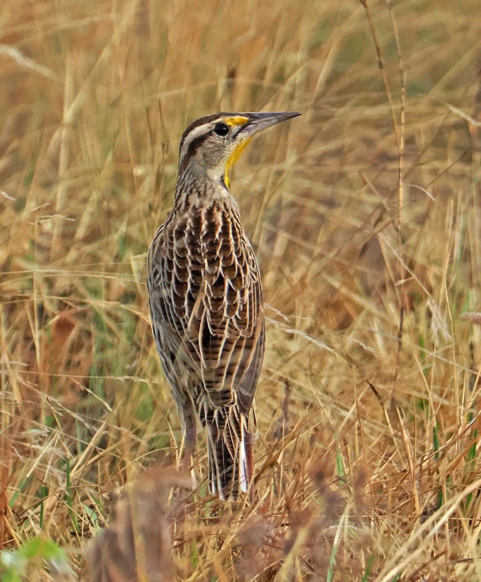 Eastern Meadowlark - ML647351196