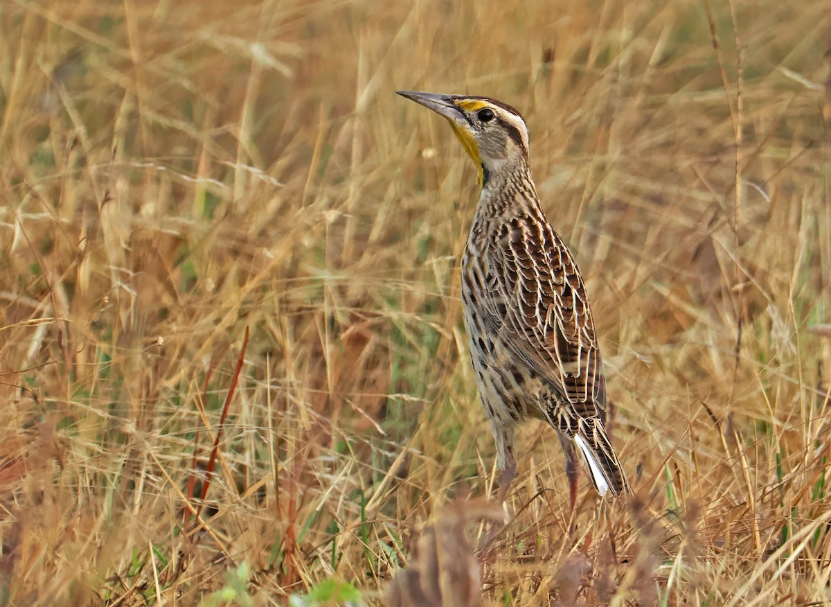 Eastern Meadowlark - ML647351197