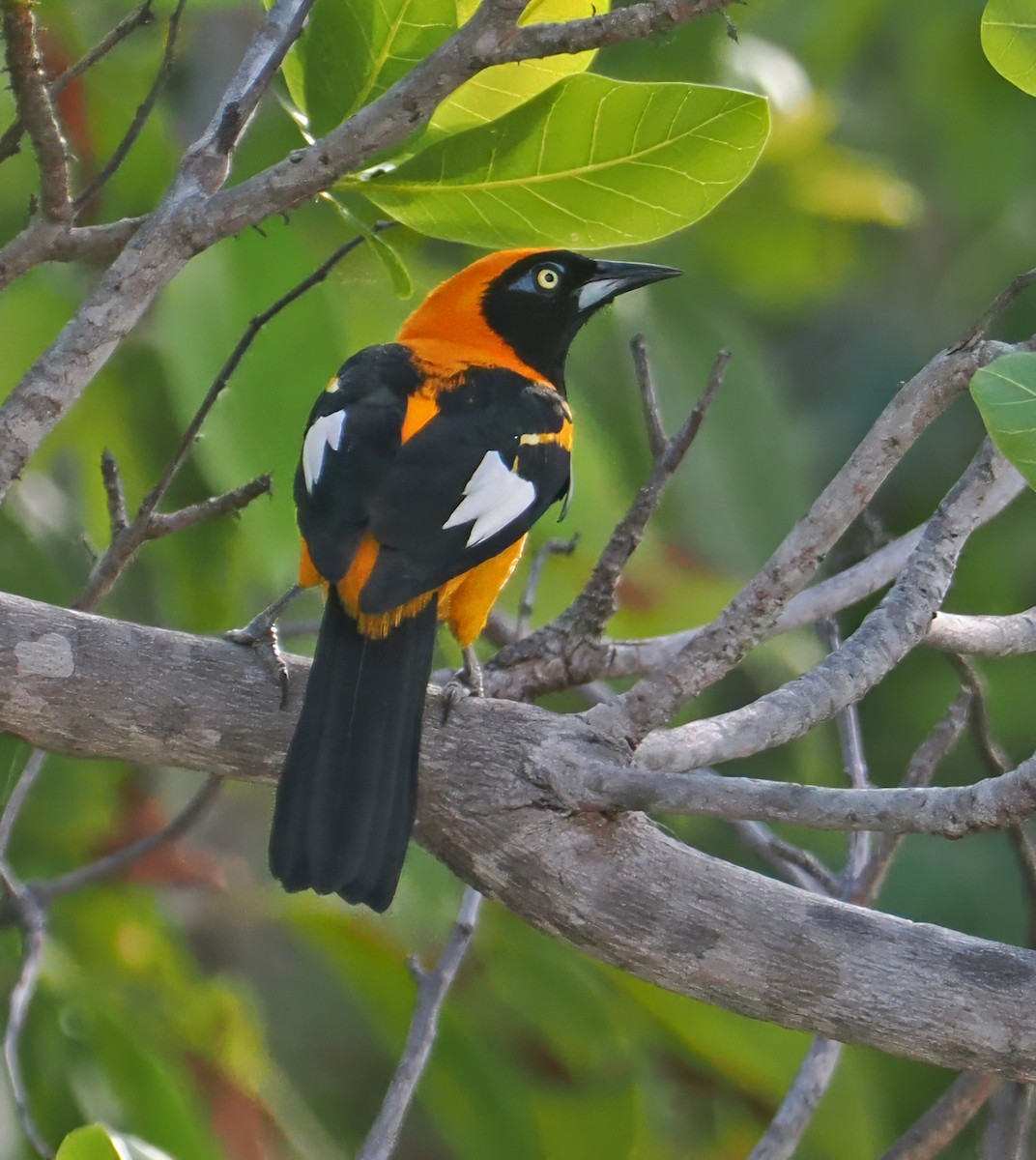 Orange-backed Troupial - ML647351199