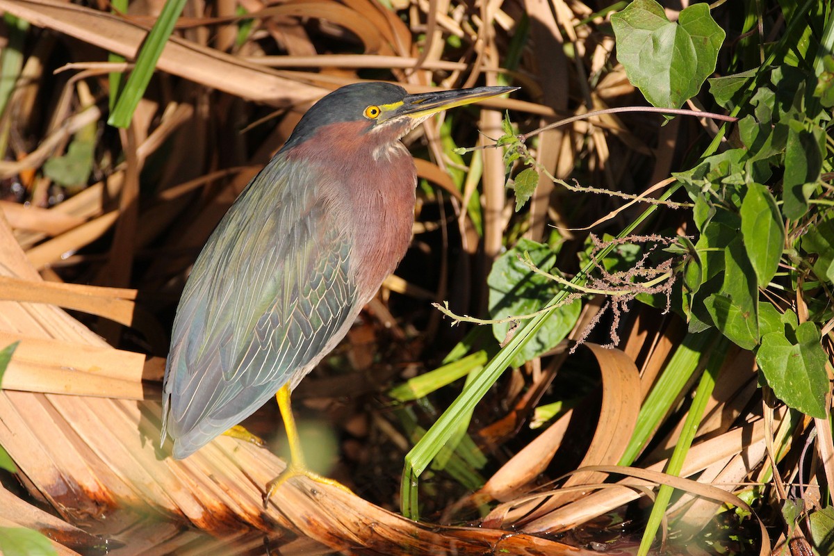 Green Heron - ML647351200