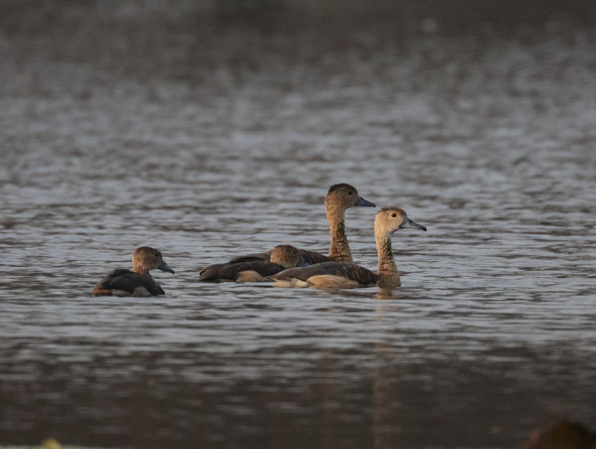 אווזון קטן - ML647351201